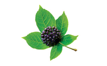 Siberian Ginseng - Anti-stress plants & actives ingredients - Arkorelax®