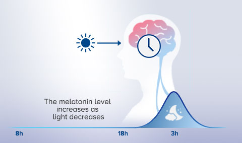 The melatonin level  increases as  light decreases
