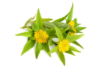 Rhodiola - Anti-stress plants & actives ingredients - Arkorelax®