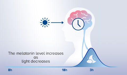 The melatonin increases as the light decreases