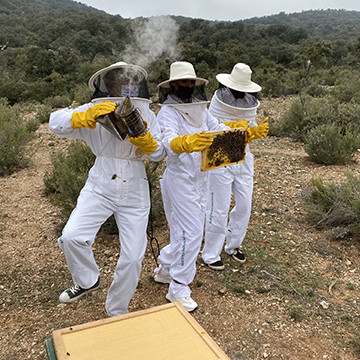 "¡Ayúdanos a apadrinar abejas!" con Arkoreal, la gama TOP de jalea real