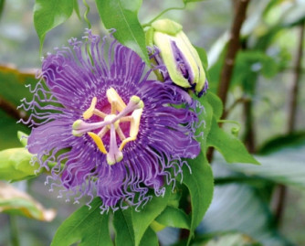 Pasiflora (passiflora incarnata)