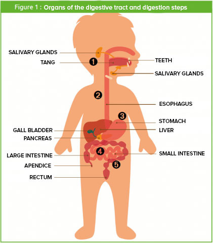Children’s digestion | Arkopharma