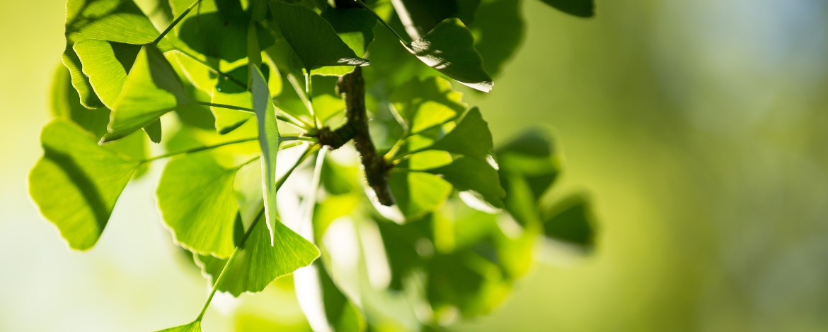 Ginkgo biloba: para qué sirve y contraindicaciones de esta planta