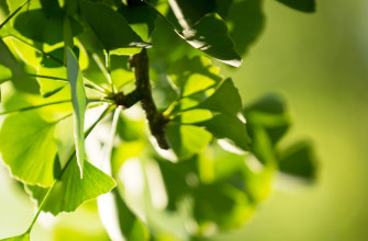 Ginkgo biloba: para qué sirve y contraindicaciones de esta planta
