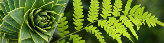 The sensory nature of plants - Arkopharma