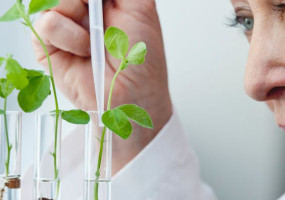 Las plantas: entre la tradición y la ciencia